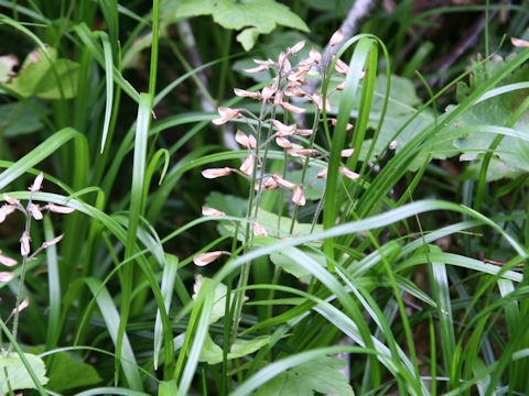Tiarella polyphylla