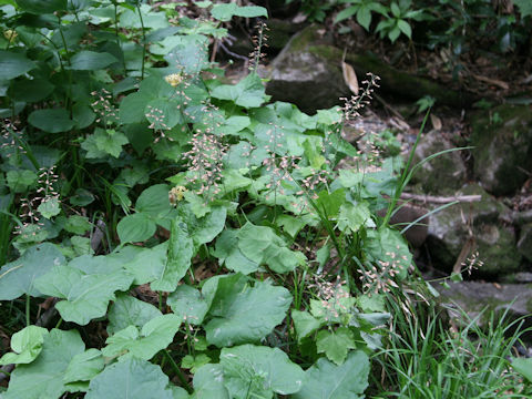 Tiarella polyphylla