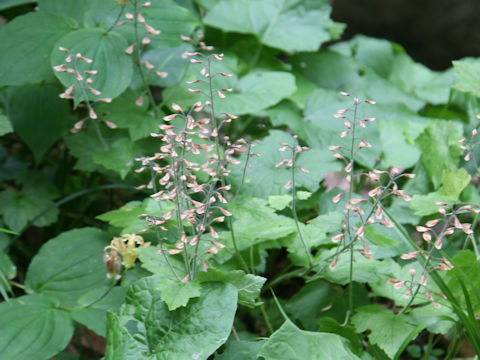Tiarella polyphylla