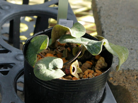 Asarum savatieri ssp. pseudosavatieri var. pseudosavatieri