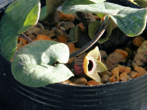 Asarum savatieri ssp. pseudosavatieri var. pseudosavatieri