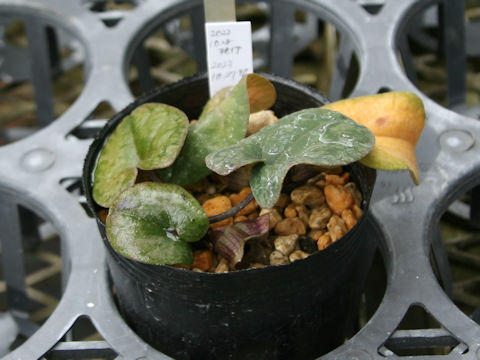 Asarum savatieri ssp. pseudosavatieri var. pseudosavatieri