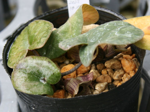 Asarum savatieri ssp. pseudosavatieri var. pseudosavatieri