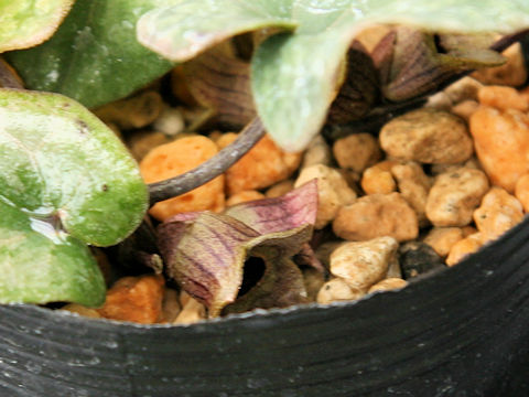 Asarum savatieri ssp. pseudosavatieri var. pseudosavatieri