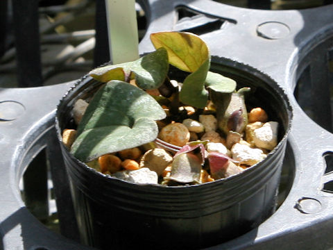 Asarum savatieri ssp. pseudosavatieri var. pseudosavatieri
