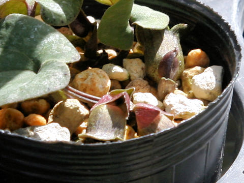 Asarum savatieri ssp. pseudosavatieri var. pseudosavatieri