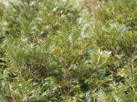 Torreya nucifera var. radicans