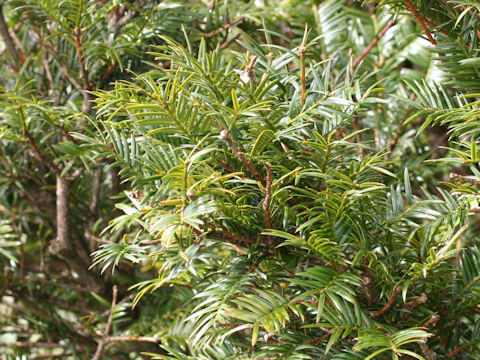 Torreya nucifera var. radicans