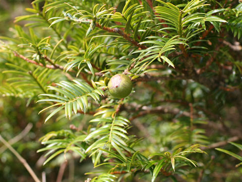 Torreya nucifera var. radicans