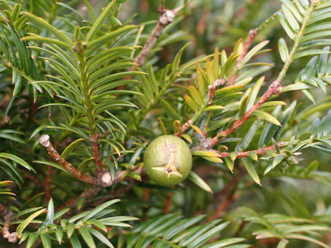 Torreya nucifera var. radicans