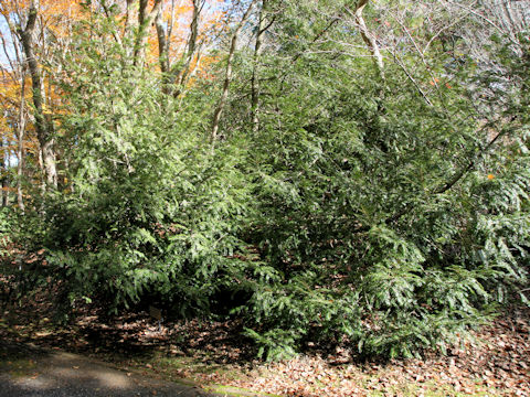 Torreya nucifera var. radicans