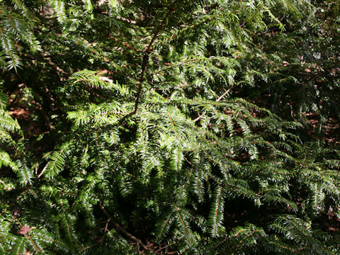 Torreya nucifera var. radicans