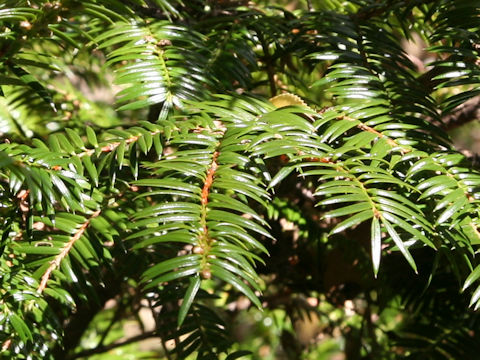 Torreya nucifera var. radicans