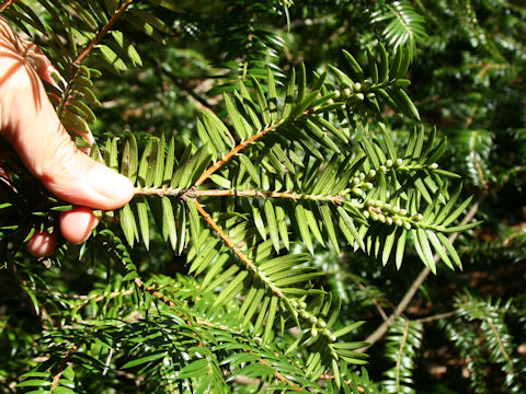 Torreya nucifera var. radicans