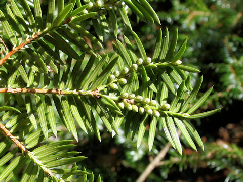 Torreya nucifera var. radicans