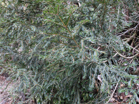 Torreya nucifera var. radicans