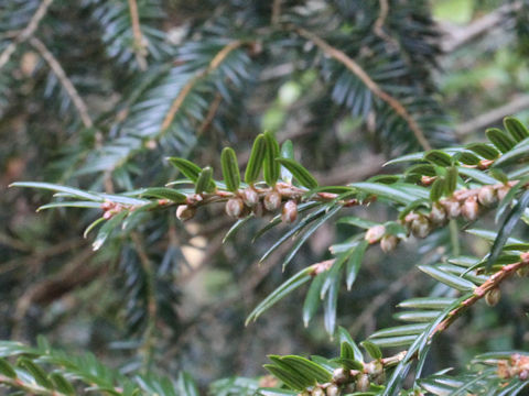 Torreya nucifera var. radicans