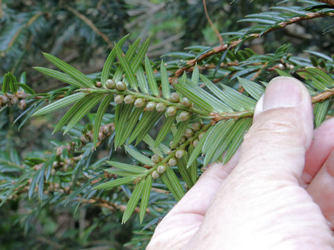 Torreya nucifera var. radicans