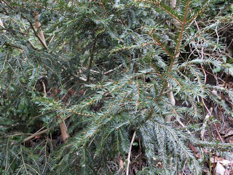 Torreya nucifera var. radicans