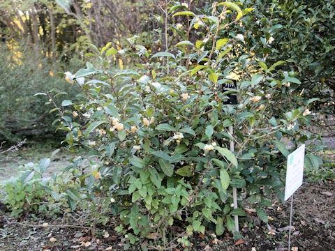 Camellia sinensis