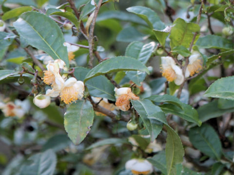 Camellia sinensis