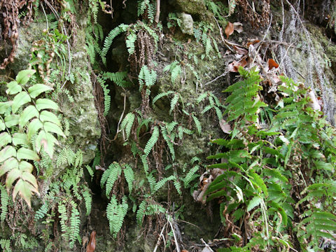 Asplenium trichomanes
