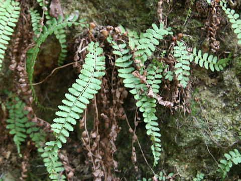 Asplenium trichomanes