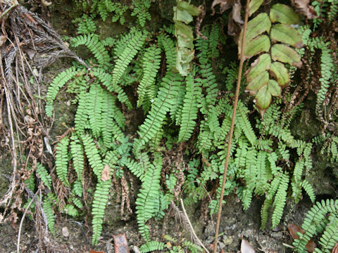 Asplenium trichomanes