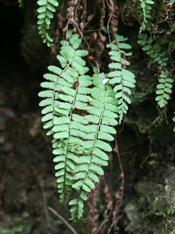 Asplenium trichomanes