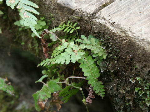 Asplenium trichomanes