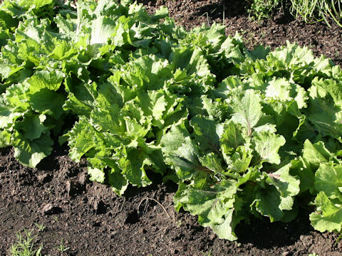 Cichorium intybus cv. Variegato di Castelfranco