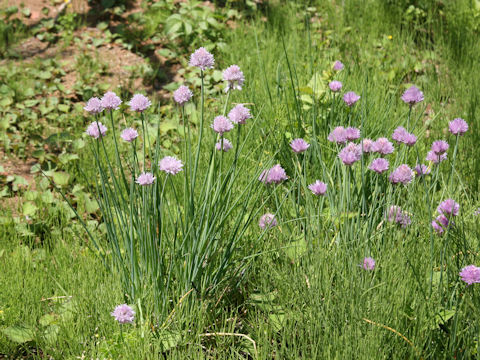 Allium schoenoprasum