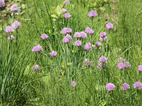 Allium schoenoprasum