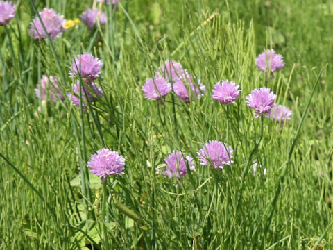 Allium schoenoprasum