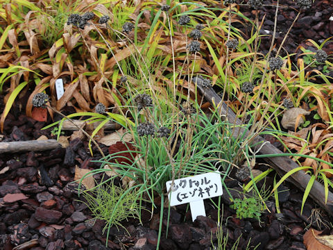 Allium schoenoprasum