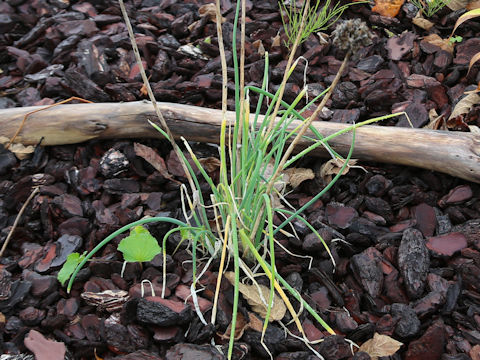Allium schoenoprasum