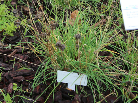 Allium schoenoprasum