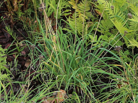 Allium schoenoprasum