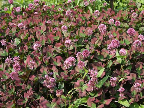 Trifolium repens cv. William