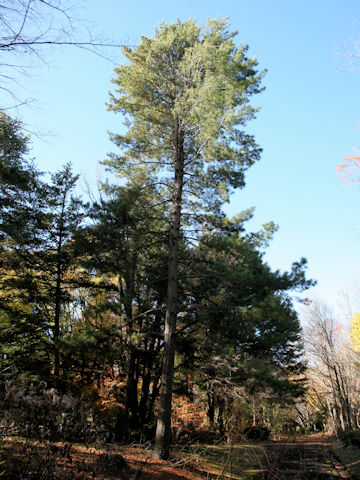 Pinus koraiensis