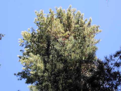 Pinus koraiensis