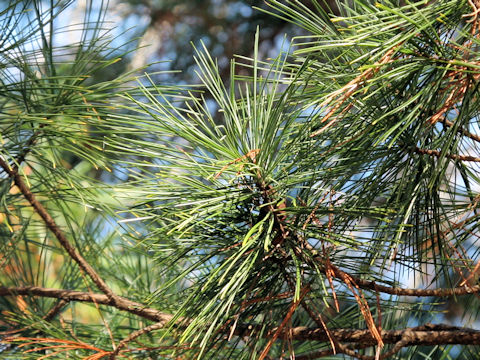 Pinus koraiensis