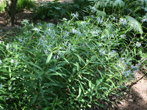 Amsonia elliptica