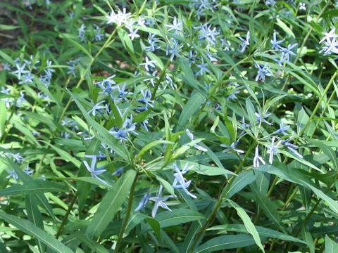 Amsonia elliptica