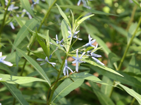 Amsonia elliptica