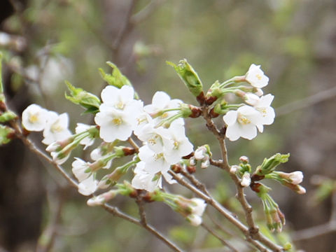 Prunus apetata