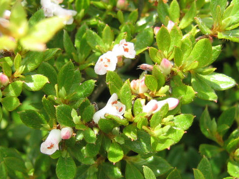 Rhododendron tschonoskii var. tetramerum