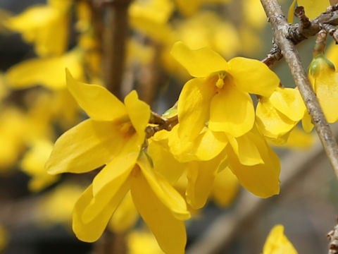 Forsythia viridissima var. koreana