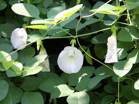 Clitoria ternatea cv. Alba