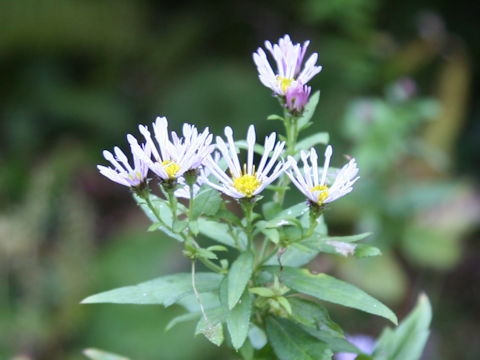 Aster microcephalus var. ripensis f. tubulosus